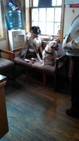 Jeep Grand Cherokee 1999 photo 1